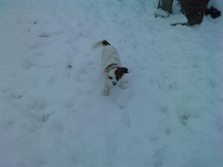 King charles spaniel Charlie billede 15