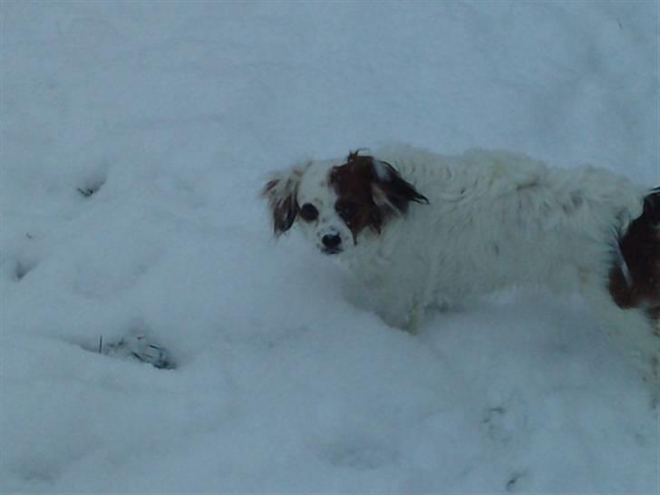 King charles spaniel Charlie billede 17