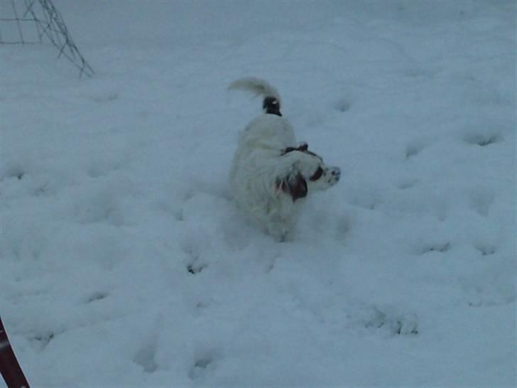 King charles spaniel Charlie billede 18