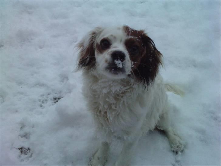 King charles spaniel Charlie billede 19