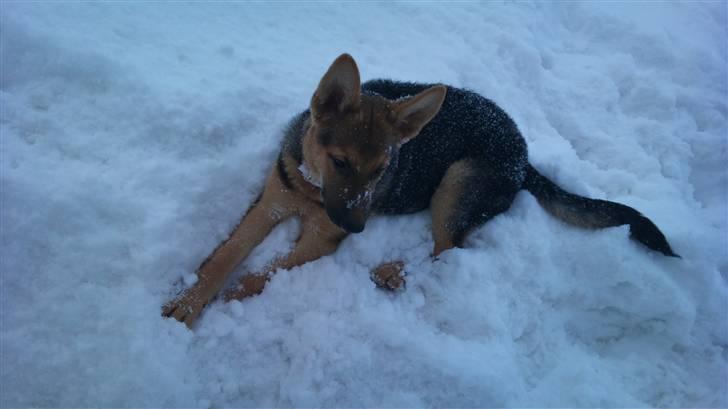 Schæferhund FeLucka  - jeg elsker det her billede af hende! <3 (4 ½ mdr. ) billede 4