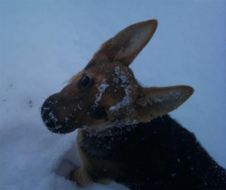 Schæferhund FeLucka  - her kan man virkelig se hendes meget store øre :) <3 (4½ mdr.) billede 5