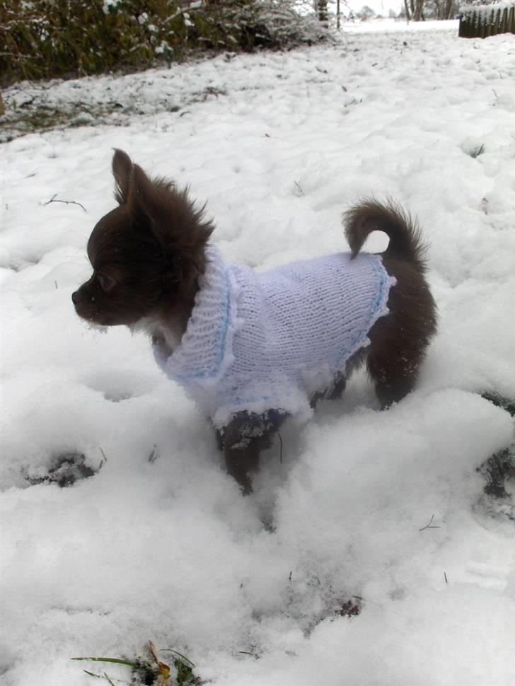 Chihuahua Anakin billede 10