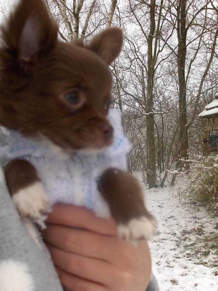 Chihuahua Anakin billede 11