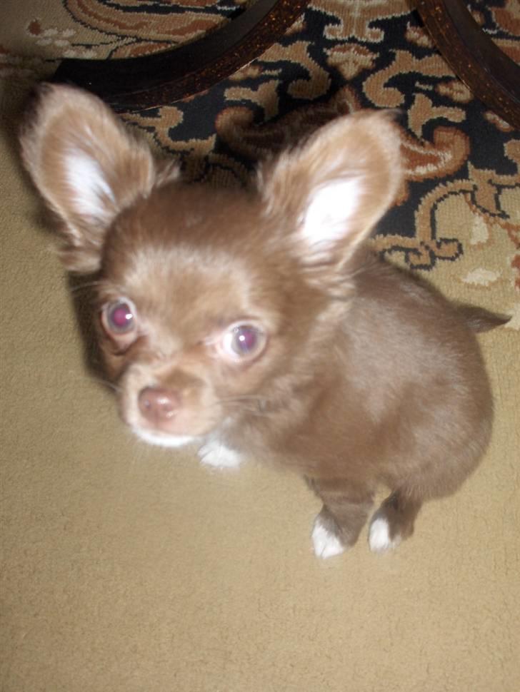 Chihuahua Anakin billede 12