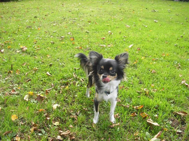 Chihuahua Ziggy billede 1