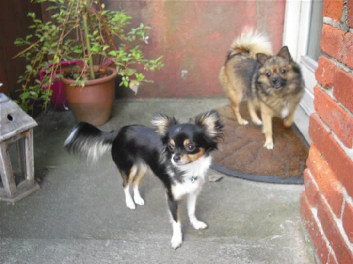 Chihuahua Ziggy billede 2