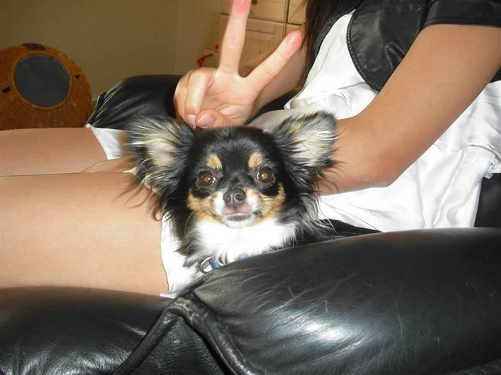 Chihuahua Ziggy billede 3