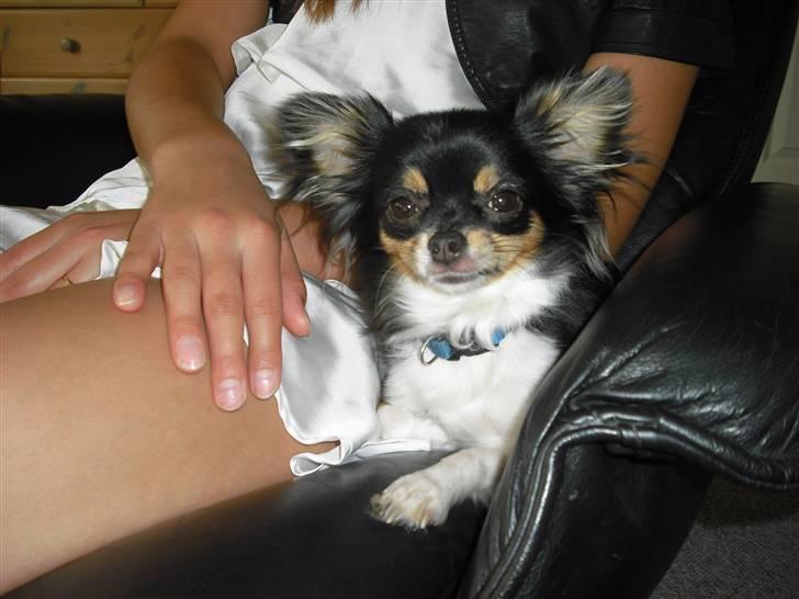 Chihuahua Ziggy billede 4