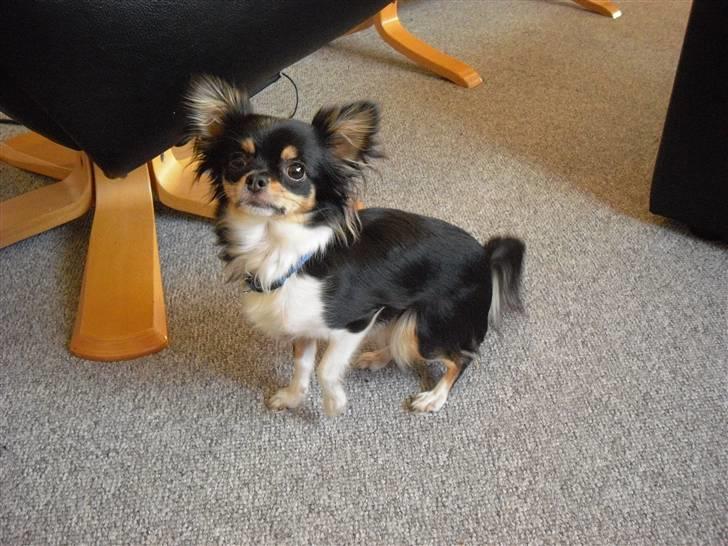 Chihuahua Ziggy billede 5