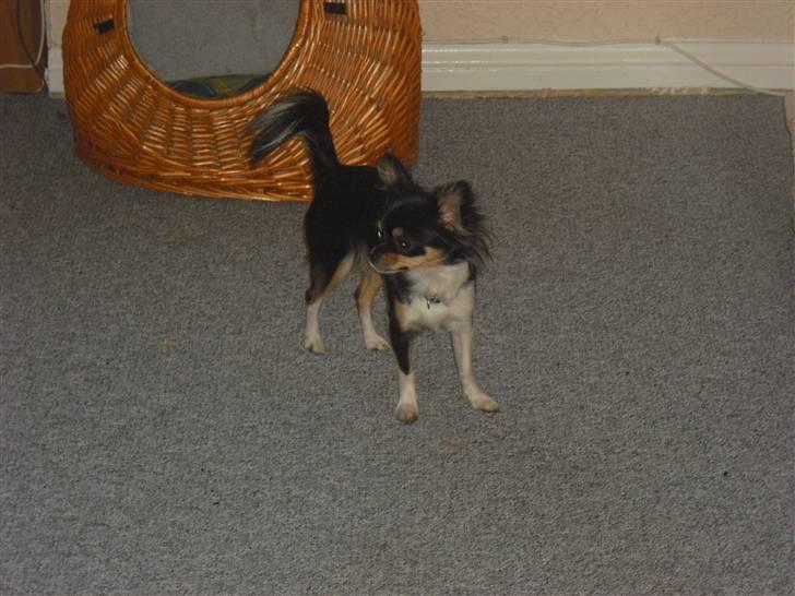Chihuahua Ziggy billede 6