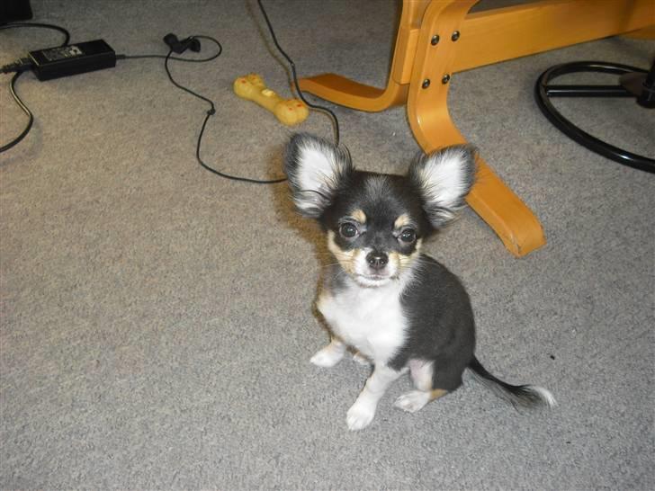 Chihuahua Ziggy billede 7