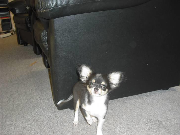 Chihuahua Ziggy billede 8