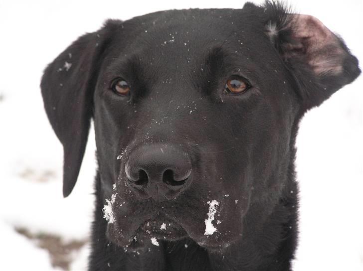 Labrador retriever Samson R.I.P billede 15