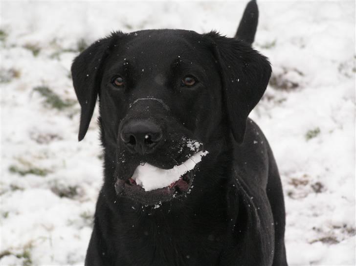 Labrador retriever Samson R.I.P billede 16