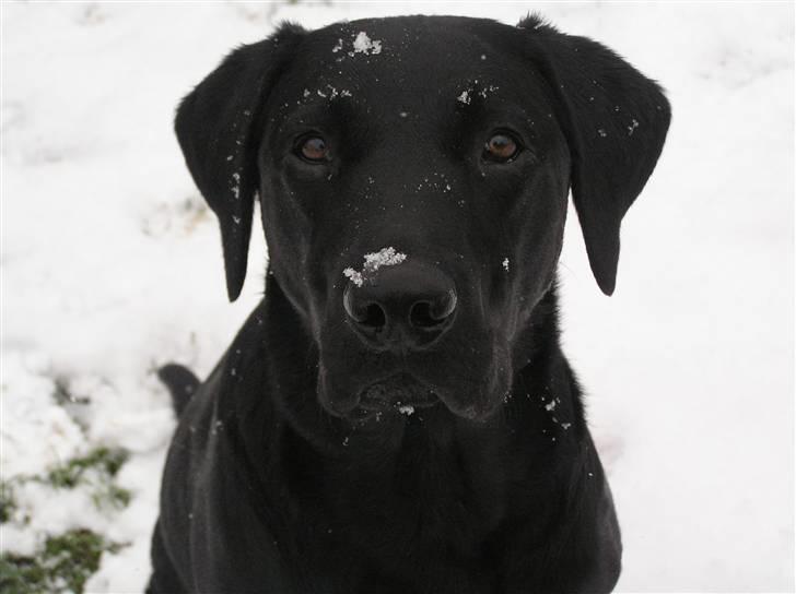 Labrador retriever Samson R.I.P billede 17