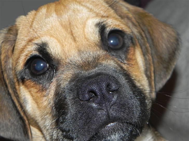 Blanding af racer Zora :-D<33 (Elsket!) - Hej folkens (; kig mine billeder og smid en bedømmelse (; billede 1