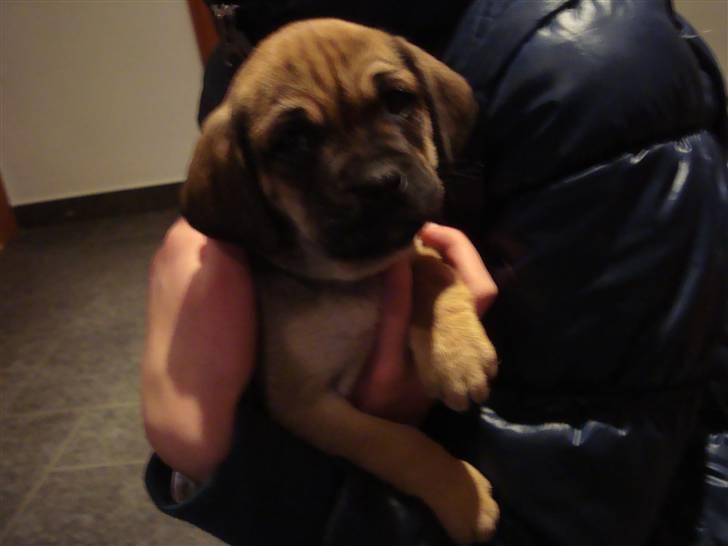 Blanding af racer Zora :-D<33 (Elsket!) billede 2