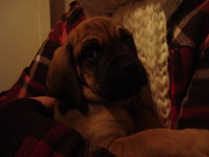 Blanding af racer Zora :-D<33 (Elsket!) billede 3