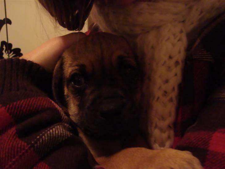 Blanding af racer Zora :-D<33 (Elsket!) billede 4