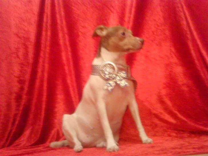 Dansk svensk gaardhund Tigga - *30/12-15* billede 16