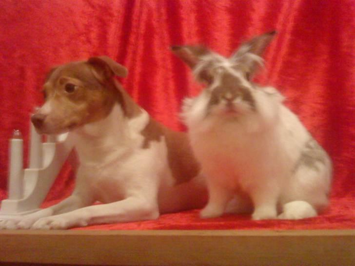 Dansk svensk gaardhund Tigga - *30/12-15* billede 17