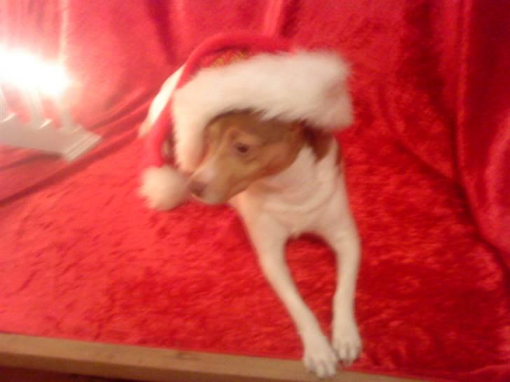 Dansk svensk gaardhund Tigga - *30/12-15* billede 18