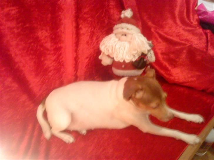 Dansk svensk gaardhund Tigga - *30/12-15* billede 19