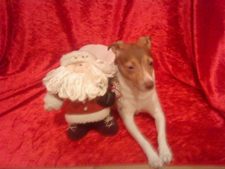 Dansk svensk gaardhund Tigga - *30/12-15* billede 20