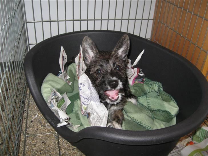 Blanding af racer Emma billede 17