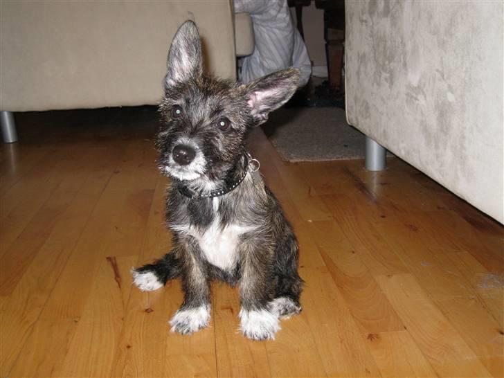 Blanding af racer Emma billede 19