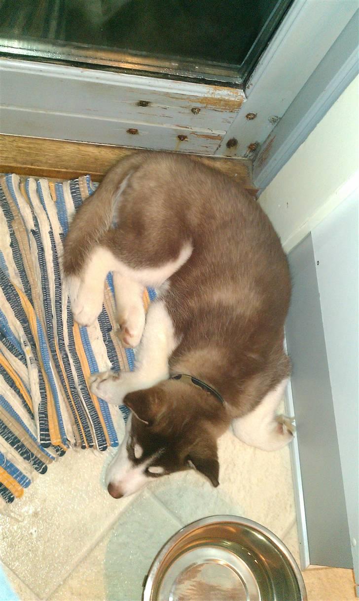 Siberian husky Snow Husky Ziemabor Aslan - Det må være dejligt køligt at sove ved terrassedøren  billede 14