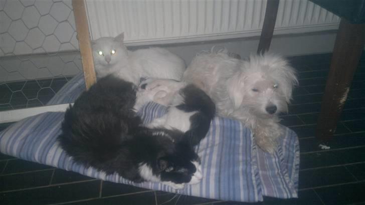 Coton de tulear jasmina billede 7