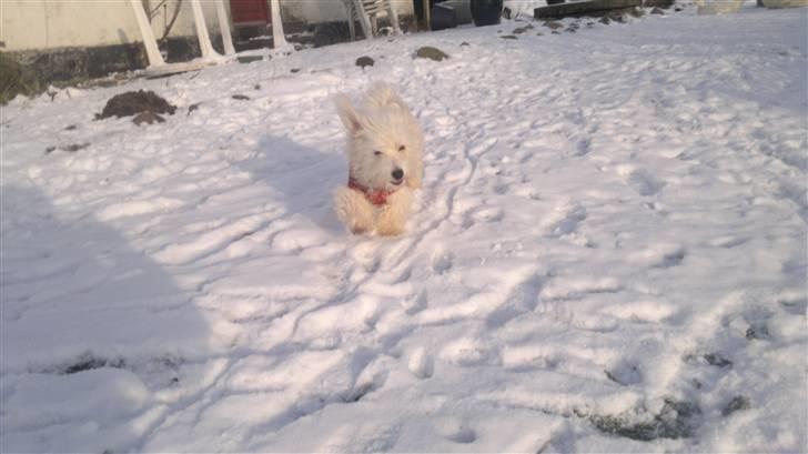 Coton de tulear jasmina billede 8