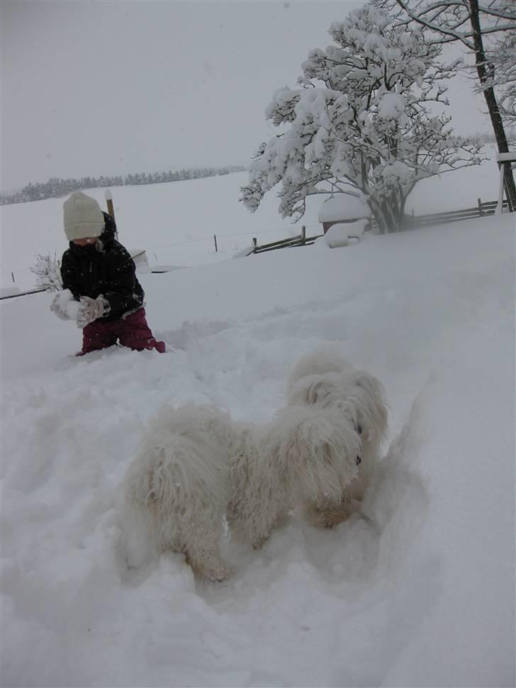 Coton de tulear jasmina billede 9