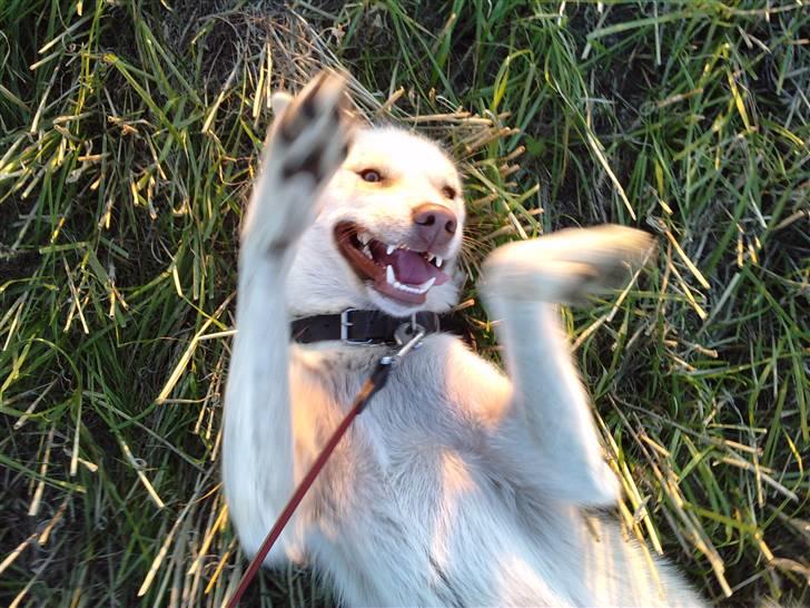 Grønlandshund Nivi - hvil i fred <3 - Legesyge Nivi :* billede 10