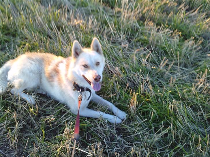 Grønlandshund Nivi - hvil i fred <3 - På gåtur ude på marken :) billede 11