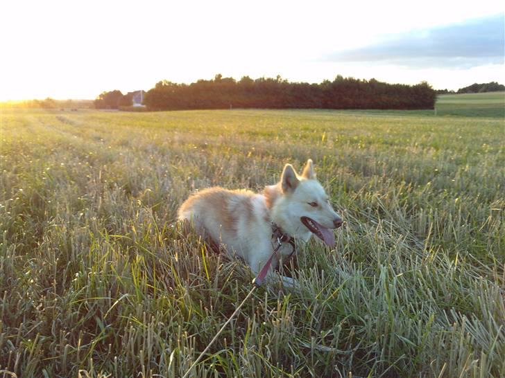 Grønlandshund Nivi - hvil i fred <3 - Ude på marken :) billede 12