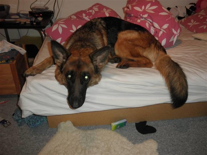 Schæferhund Team Sufra Fanti <3 billede 12