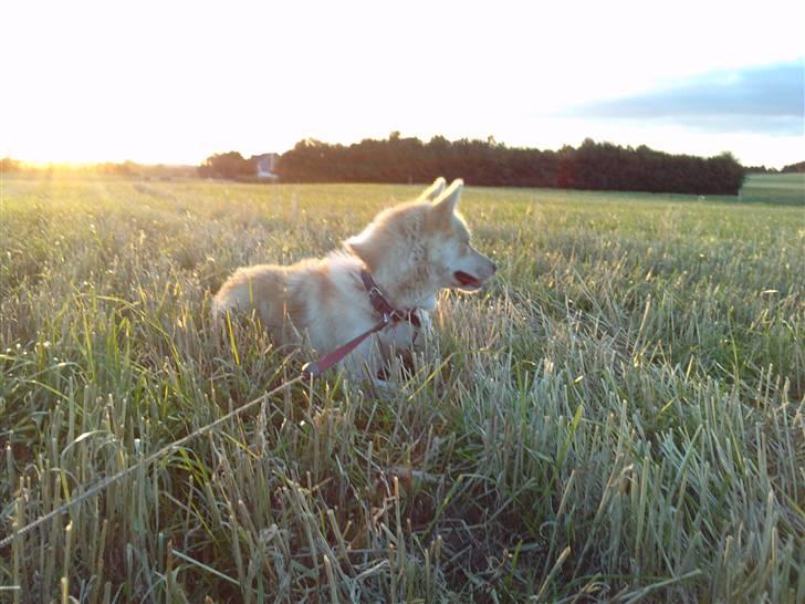 Grønlandshund Nivi - hvil i fred <3 - På gåtur ude på marken :) billede 13