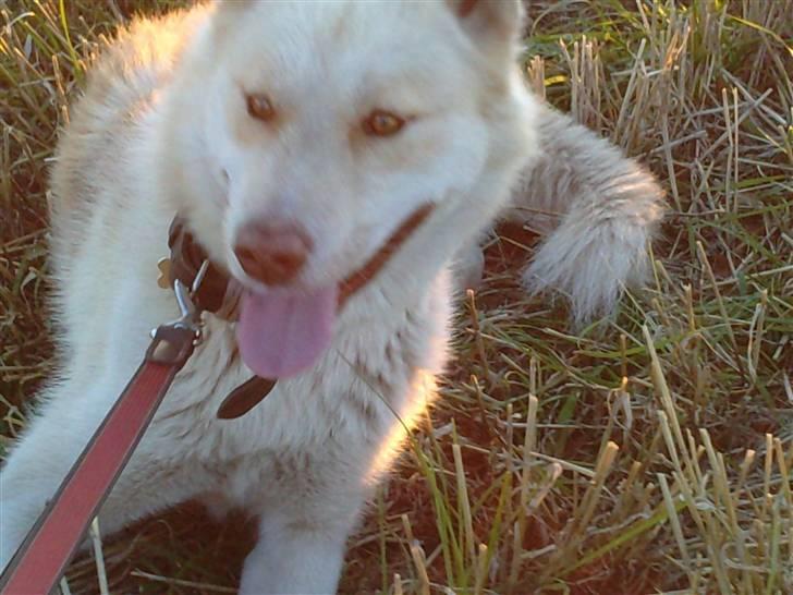 Grønlandshund Nivi - hvil i fred <3 - Ude på marken :) billede 14