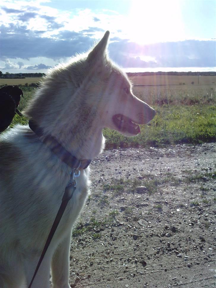 Grønlandshund Nivi - hvil i fred <3 - <3 billede 15