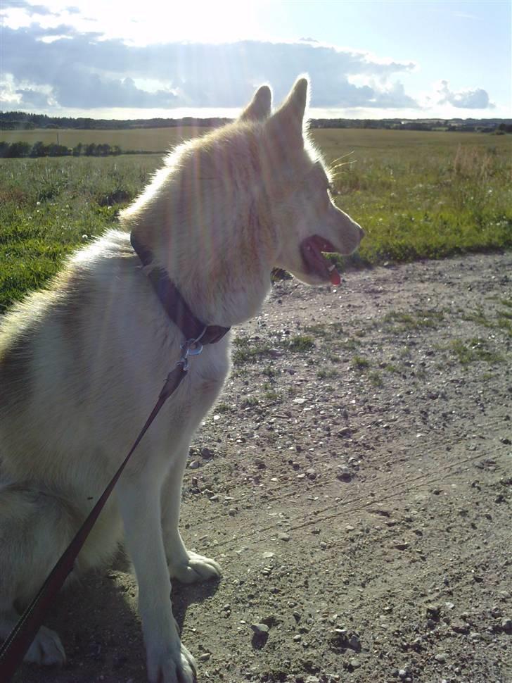 Grønlandshund Nivi - hvil i fred <3 - <3 billede 16