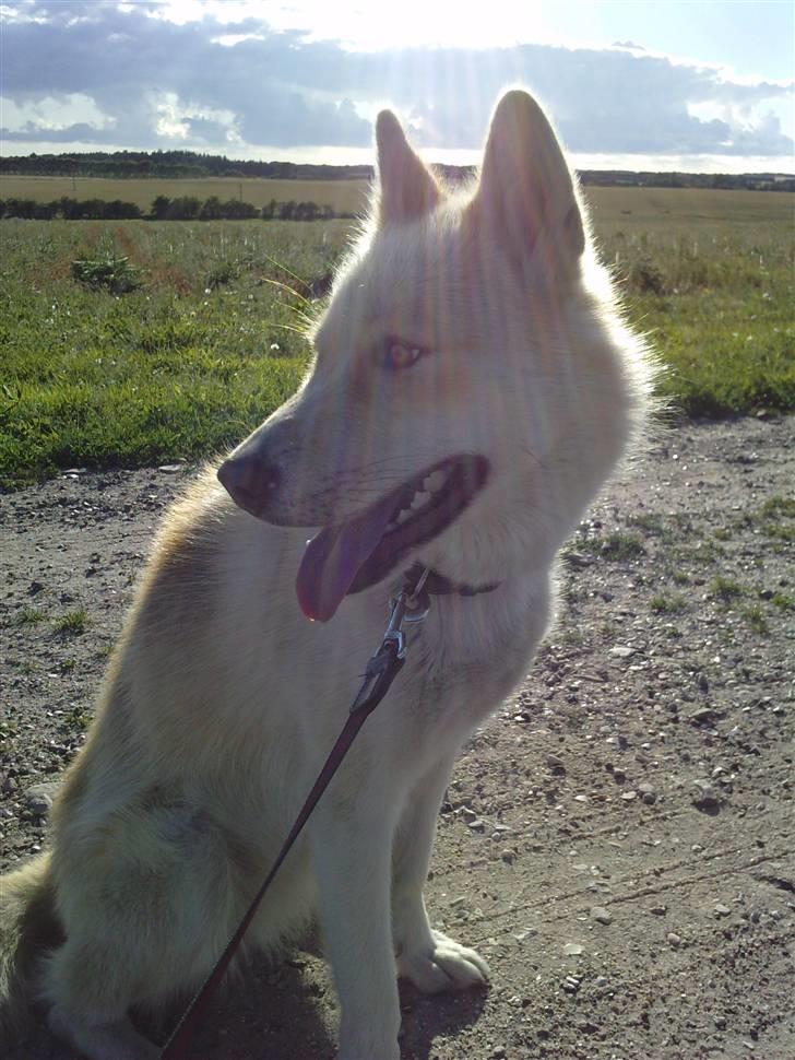 Grønlandshund Nivi - hvil i fred <3 - Nivi som model :D billede 17