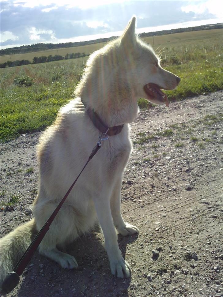 Grønlandshund Nivi - hvil i fred <3 - På gåtur :) billede 18