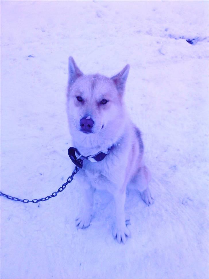 Grønlandshund Nivi - hvil i fred <3 - Nivi i den første sne denne sæson <3 billede 19