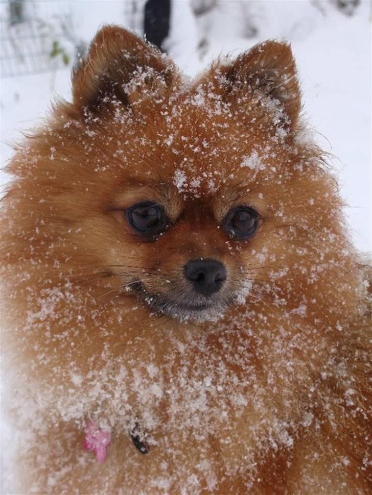 Pomeranian Bianca billede 1