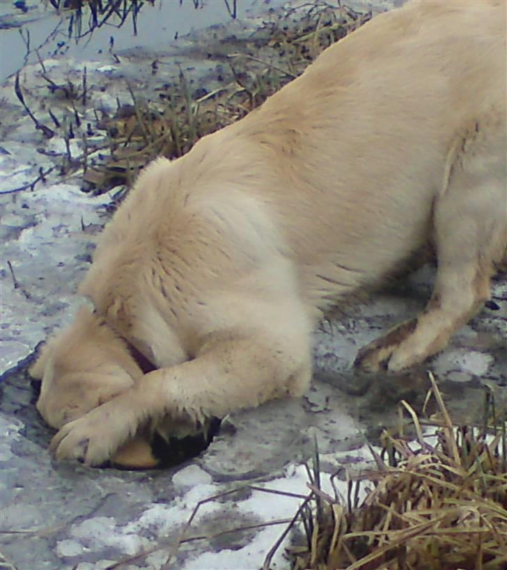 Golden retriever Filippa aka Alma - Overvejer at drukne mig.............. billede 19