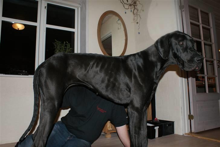 Grand danois Majsens Lea - Lea - Juni 2010 billede 2