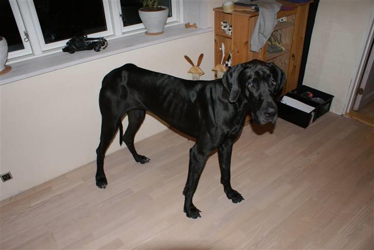Grand danois Majsens Lea - Lea - Juni 2010 billede 3